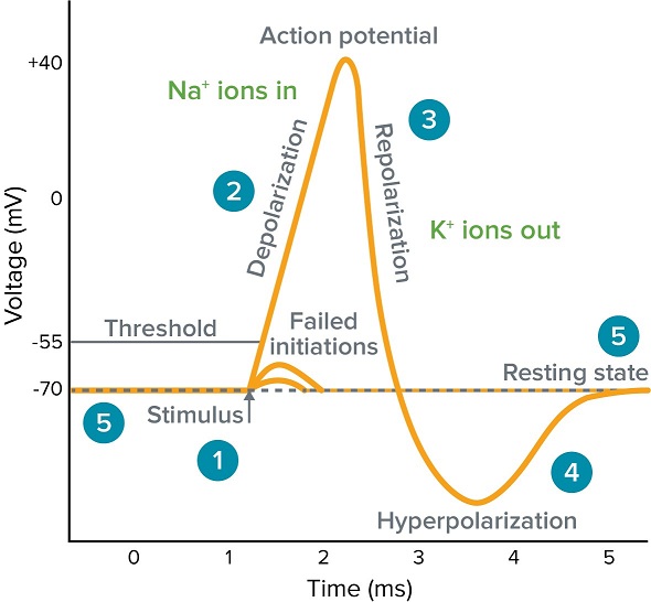 Living Life Like an Action Potential: All or Nothing.